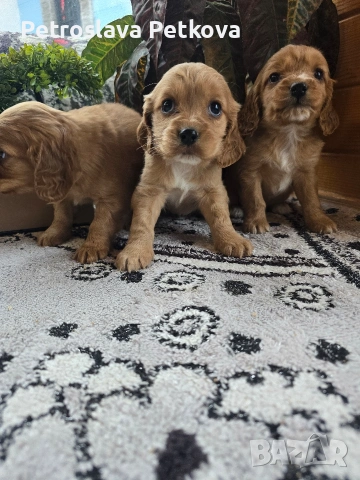 чистокръвни Кокер Шпаньоли, снимка 2 - Кокер шпаньол - 54086951