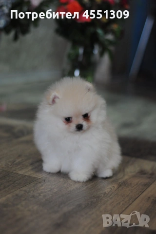 Померан мини мъжко, снимка 3 - Померан - 53752637