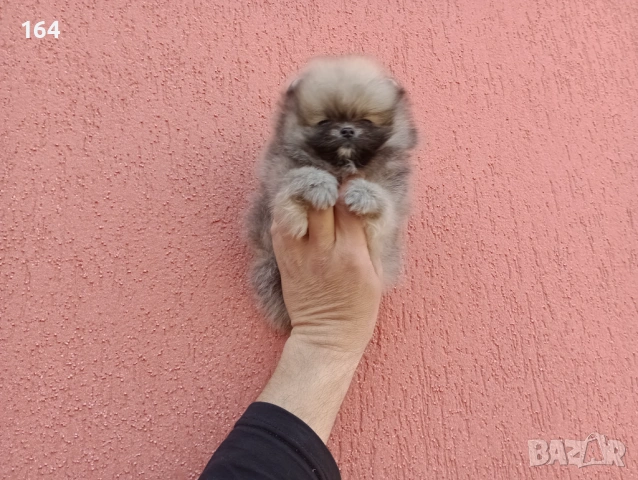 Мини Померан. Реални снимки от 17.03.26 г. Миниатюрно момче. , снимка 5 - Померан - 53906072