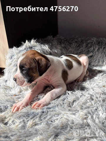 Малки кученца- Боксер, снимка 8 - Боксер - 53726288