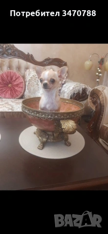 мини чихуахуа , снимка 2 - Чихуахуа - 53390929