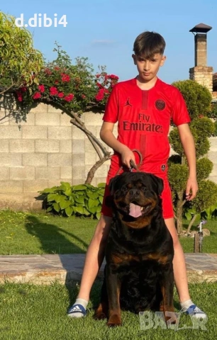Ротвайлер за разплод 
