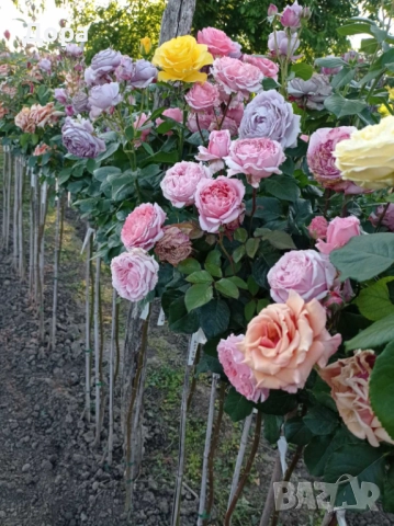 Щамбови рози, собствено производство, цветово разнообразие., снимка 5 - Градински цветя и растения - 51924115