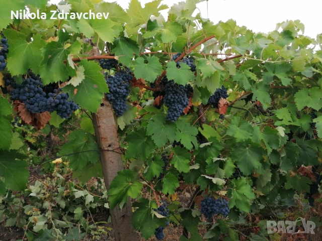 Продавам грозде сорт „Мавруд“ – реколта 2025, снимка 1