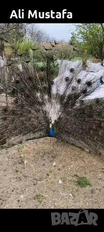 ПАУНИ АРЛЕКИН , снимка 7 - други­ - 49967747