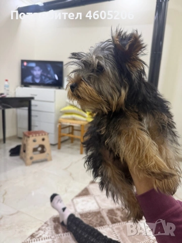 Йоркширски териер (йорки)