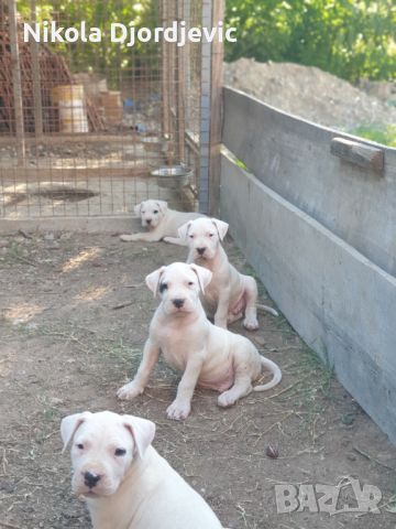 Dogo Argentino štenci, снимка 3 - Други - 46280926