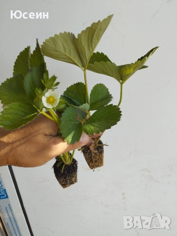 Ягоди сорт албион , снимка 10 - Разсади - 52900763