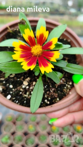 ореопсис Злато и Бронз, Coreopsis grandiflora UpTick™ Gold & Bronze, студоустойчив и многогодишен, снимка 8 - Градински цветя и растения - 54071950