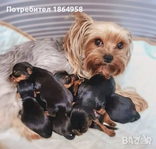 СУПЕР МИНИ ЙОРКИ Доставка, снимка 5 - Йоркширски териер - 52484415