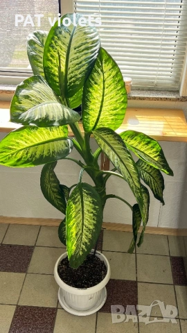 дефинбахия