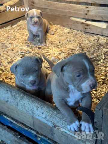 Американски булета , снимка 5 - Питбул - 52912672