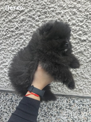 Мини померан, снимка 6 - Померан - 52920857