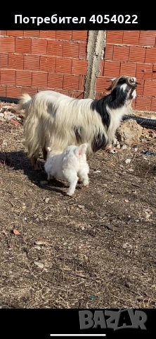 Продава се коза с яре, снимка 2 - Кози - 53622512