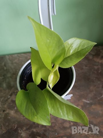 Епипремнум Golden Pothos , снимка 4 - Стайни растения - 46628233