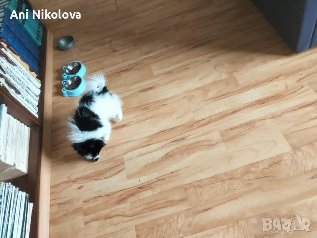 Мини шпиц , снимка 12 - Померан - 49781285