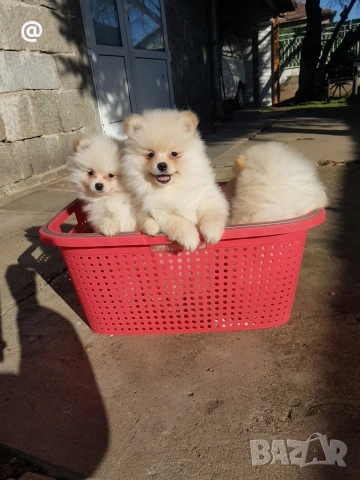 Померан померани Гр. София, снимка 5 - Померан - 53620029