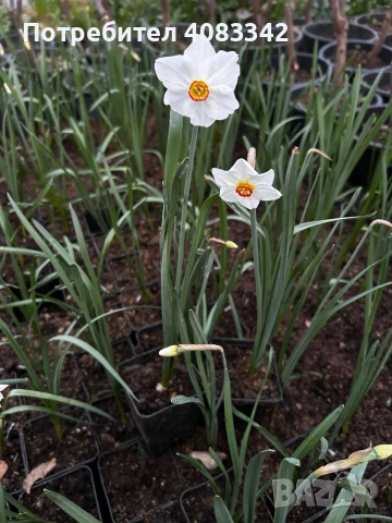 Нарцис, снимка 2 - Градински цветя и растения - 53864827