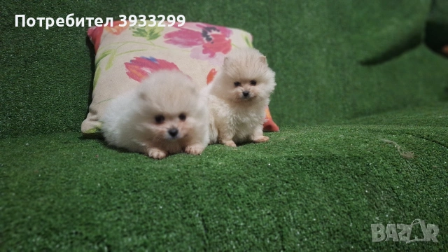Померан мини померанчета , снимка 4 - Померан - 53411034