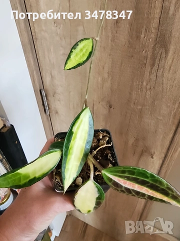 Хоя Pot of Gold, снимка 2 - Стайни растения - 53909419