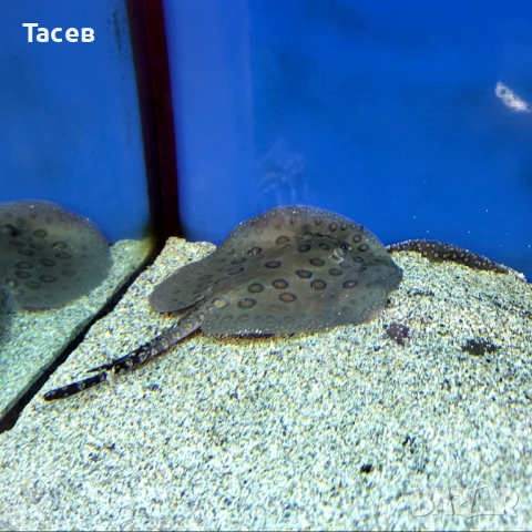 Скат моторо 9см диск