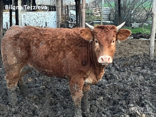 Продавам телета, снимка 8 - Крави - 52553918
