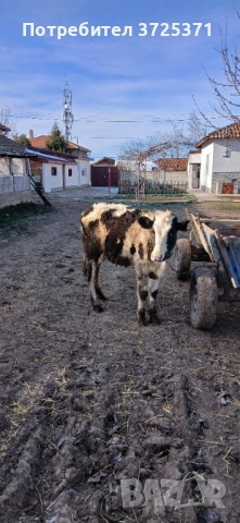 Продавам женско теле, снимка 5 - Крави - 52956407