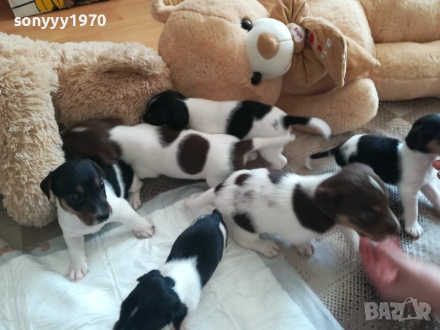 джак ръсел-видин 250лв за кутре 1709251750, снимка 3 - Джак ръсел териер - 51747736