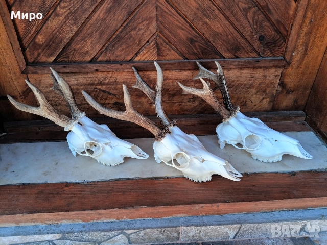 Трофей от сръндаци.Рога.3бр, снимка 2 - Други - 52920468
