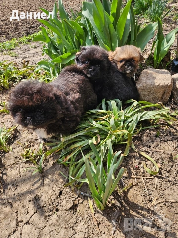 пекинези, снимка 12 - Пекинез - 53982097