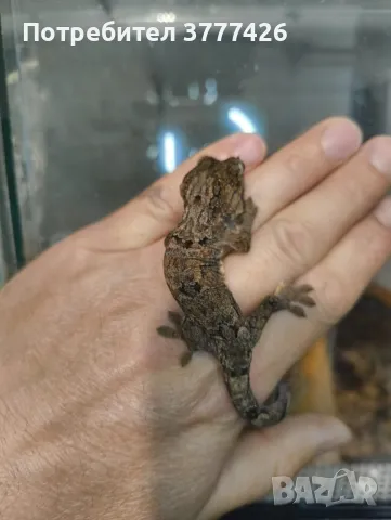 Чахоа / Mniarogekko chahoua, снимка 2 - Гекон - 42871432