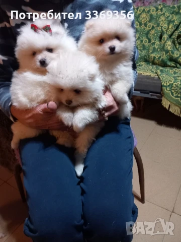 продавам малки мини померани , снимка 1