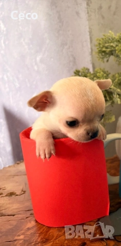 Бебета Чихуахуа, снимка 5 - Чихуахуа - 54077368