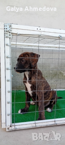 Продавам преса канарио , снимка 2 - Кане корсо - 52134388