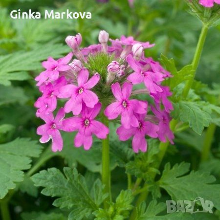 Върбена - 2лв., снимка 1 - Градински цветя и растения - 46311701