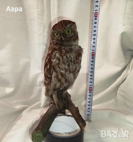 Препарирана сола (Бухал), снимка 2 - други­ - 53656912