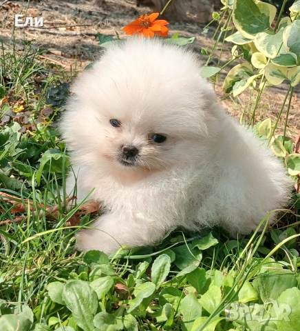 Померан мини момченце