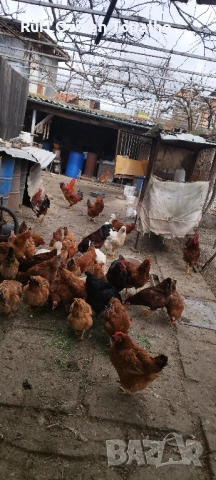 продавам пресни домашни яйца, снимка 5 - Кокошки и пуйки - 53905930