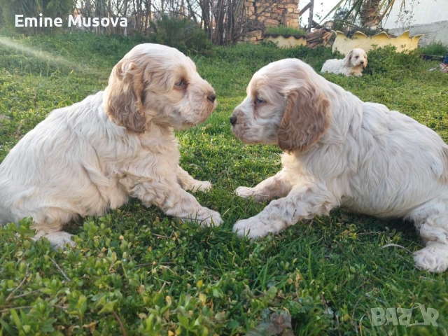 Кокер лагото