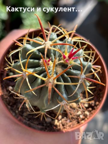 Кактуси FEROCACTUS LATISPINUS, снимка 1 - Градински цветя и растения - 44320408