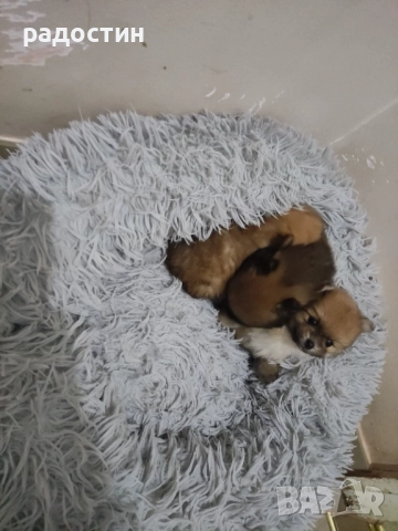 Померанчета