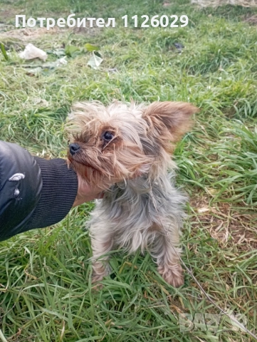 Продават се мъжки и женски йоркита , снимка 4 - Йоркширски териер - 52965005