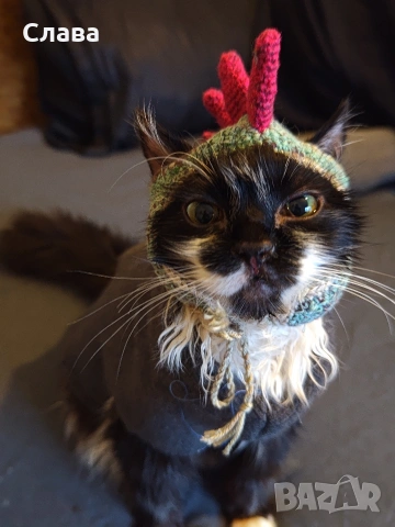 котешка шапцица, снимка 2 - За котки - 52961401