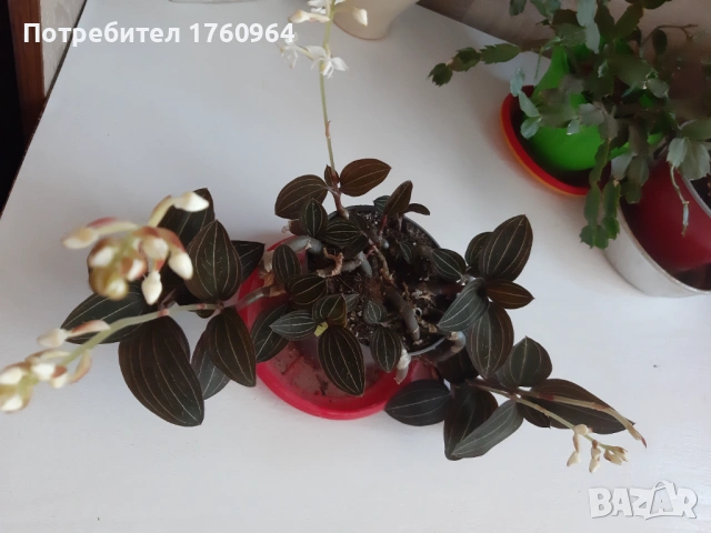 Лудизия Скъпоценна орхидея - Ludisia Discolor, снимка 3 - Стайни растения - 52659292