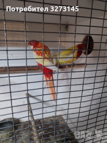 Свободни корели, розели, амадинки, диамантени гугутки и Скумрйки! , снимка 3 - Папагали - 52871472