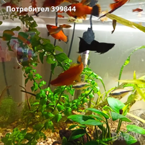 Продавам рибки Гупи, снимка 10 - Рибки - 48884894