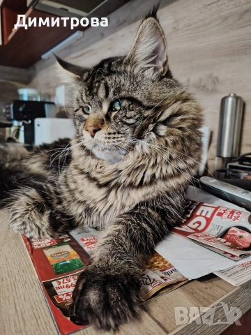 Мейн Кун, чистокръвни котета , снимка 7 - Мейн кун - 53787264