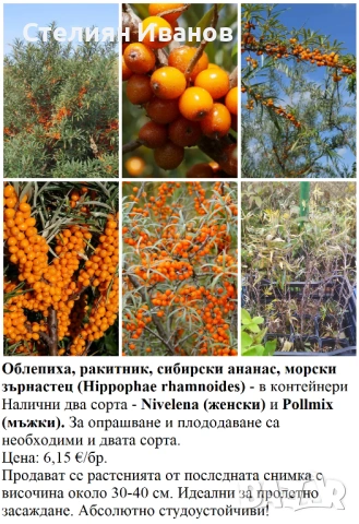 ПЛОДНИ ХРАСТИ В КОНТЕЙНЕРИ, снимка 10 - Градински цветя и растения - 53447504