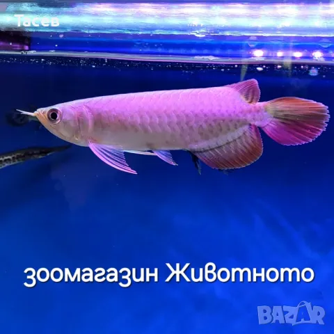 CHILI RED AROWANA 18см, снимка 1 - Рибки - 47231425