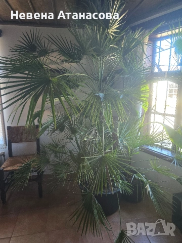Ветриловидна палма, снимка 4 - Стайни растения - 53850226